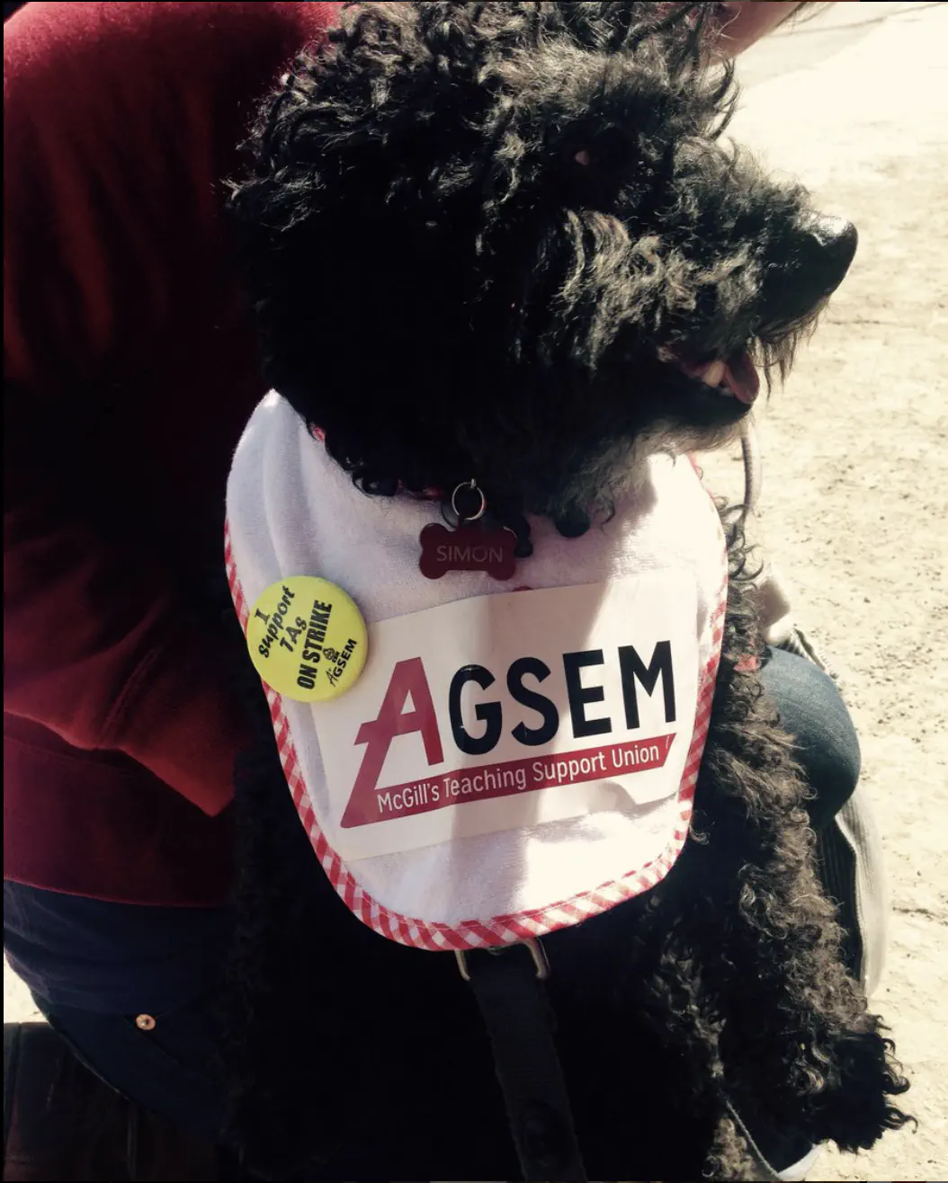 Photo of Simon the dog in support of AGSEM TAs on their one-day strike (April 16, 2015).